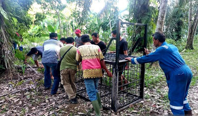Masuk ke Permukiman Warga di Mandau, BBKSDA Riau Pasang Perangkap Beruang Madu Liar